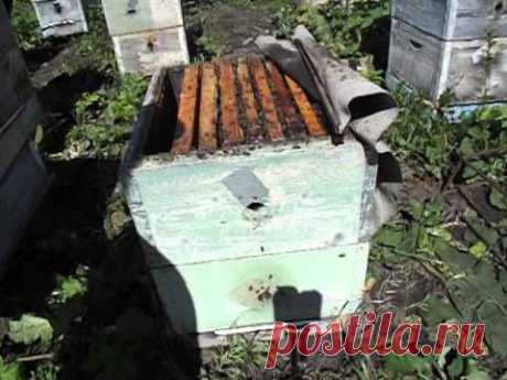 что делать чтобы рои не улетали с пасеки - часть 3