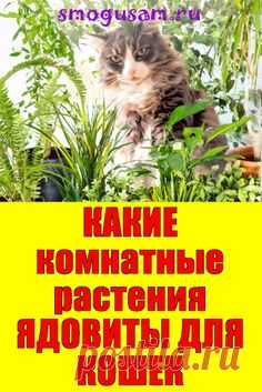 📌ОПАСНО ДЛЯ КОШЕК! Какие комнатные РАСТЕНИЯ ЯДОВИТЫ для КОШЕК 🌼🐈
; Открывает новую вкладку
✅Узнайте какие комнатные цветы опасны для кошек 9 ядовитых растений для кошек. Домашние животные