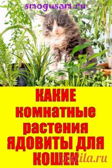 📌ОПАСНО ДЛЯ КОШЕК! Какие комнатные РАСТЕНИЯ ЯДОВИТЫ для КОШЕК 🌼🐈
; Открывает новую вкладку
✅Узнайте какие комнатные цветы опасны для кошек 9 ядовитых растений для кошек. Домашние животные