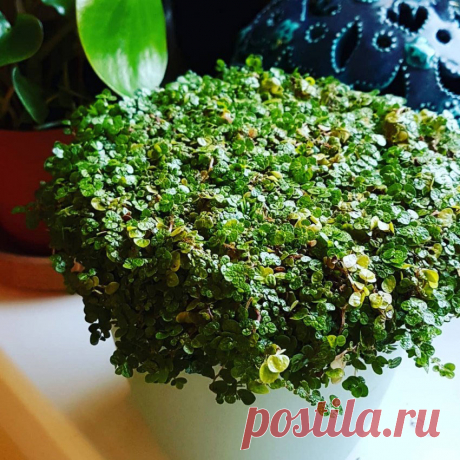 Комнатное растение Солейролия (Soleirolia). Солейролия - теневыносливое почвопокровное растение с крошечными листьями и тоненькими стеблями, образующими сплошной ковер. Род назван в честь капитана Солейроля, обнаружившего это растение в XIX в. на Корсике. Как выяснилось позже, это был единственный вид маленького рода растений, встречающихся еще и на Сардинии. В диком виде солейролия растет в расщелинах скал. В культуре ее часто выращивают в кашпо, где она смотрится весьма декоративно.