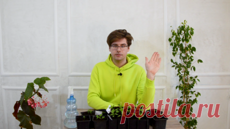 Пикировка перцев: мастер-класс от агронома. Видео — Ботаничка.ru