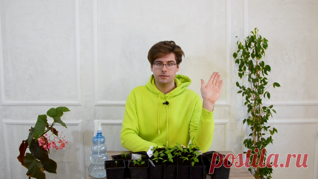 Пикировка перцев: мастер-класс от агронома. Видео — Ботаничка.ru
