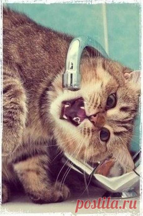 ♥ ЖИВОТНЫЕ ♥ ПРИРОДА ♥