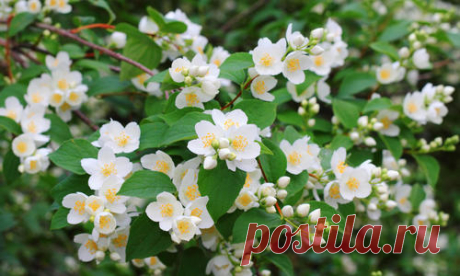 Чубушник: посадка и уход, виды и сорта