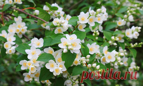 Чубушник: посадка и уход, виды и сорта