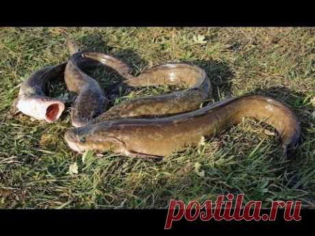 Как ОДНОМУ Поставить Перемёт на Течении! Ловим Налима, река Чулым!