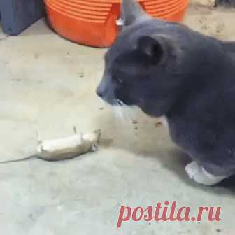 Том и Джерри отдыхают)