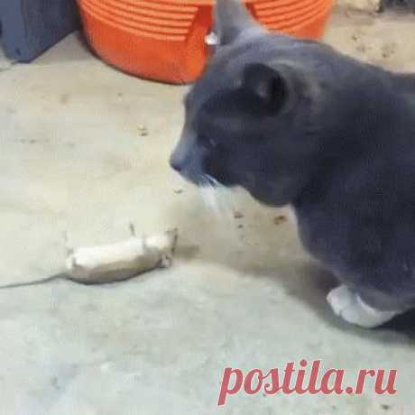 Том и Джерри отдыхают)