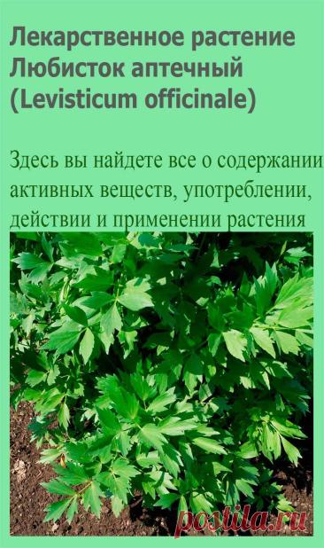 Лекарственное растение Любисток аптечный (Levisticum officinale). Многолетнее растение с очень сильным ароматом. Стебель круглый, исчерченный, высотой 1-2 м. Листья темно-зеленые, блестящие. Нижние дважды- или триждыперистые, длиной до 11 см. Листочки обратно-яйцевидные, к концу рассеченные или зубчатые; и верхние листья часто просто перистые или перистораздельные.