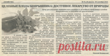 Плоды боярышника - доступное лекарство от природы