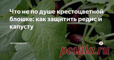 Что не по душе крестоцветной блошке: как защитить редис и капусту Крестоцветные блошки – маленькие черные, синие или зеленые жучки, которые питаются листочками крестоцветных. Так, они просыпаются одними из первых и быстренько поедают редиску или только появившуюся капусту. Крестоцветная блошка – насекомое очень прожорливое. Молоды жучки выедают растение до жилок.
Самое неприятное, что эти насекомые появляются внезапно. Вот ваша редиска прекрасно взошла и растет,