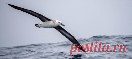 Враг может скрыться от спутников, но от всевидящих альбатросов ему не уйти!