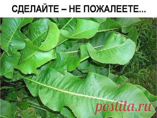 Хрен – единственное растение, способное вытягивать соль через поры кожи. 
СДЕЛАЙТЕ – НЕ ПОЖАЛЕЕТЕ! 
Избавиться от всей соли, которая накопилась в организме и может привести к солевым болезненным отложениям, помогут листья хрена.. 
Напоминаю проверенный и безотказный рецепт. 
Возьмите свежие крупные листья хрена – 2 шт. Перед сном окуните их с двух сторон кипяток и сразу положите на спину, захватывая шею. Обвяжите тканью. Возможно легкое жжение, но боли нет. 
Утром осторожно снимите листья –