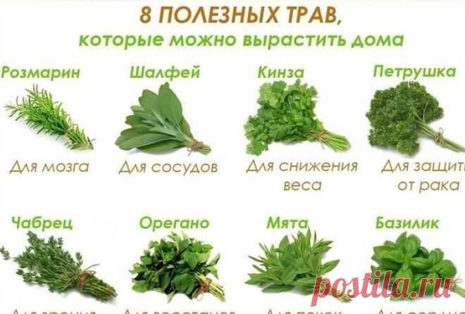 8 полезных трав, которые можно вырастить дома