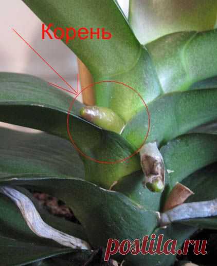 Как орхидея фаленопсис (phalaenopsis) выпускает цветонос и как отличить его от корня - "Phalaenopsis"