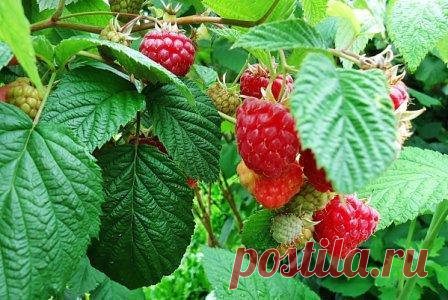 Осенняя и весенняя посадка малины на участке: на шпалере, по Соболеву, кустовой и траншейный способ, рядами, в лунки, в ведрах, в колесах, на бревнах, все методы и схемы посадки.