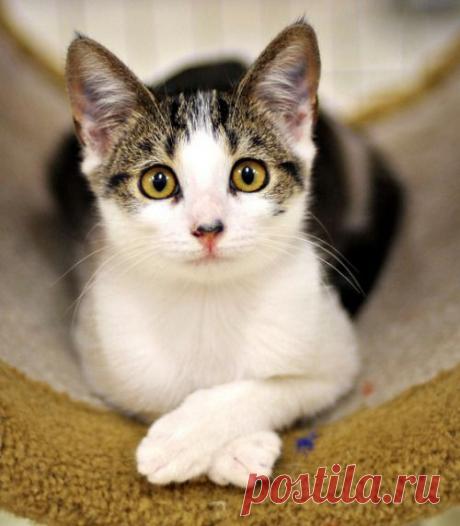 everybody wants to be a cat - Aria by ysaleth on Flickr.