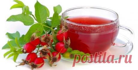 Польза и вред шиповника