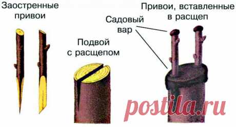 Прививка яблонь весной для начинающих