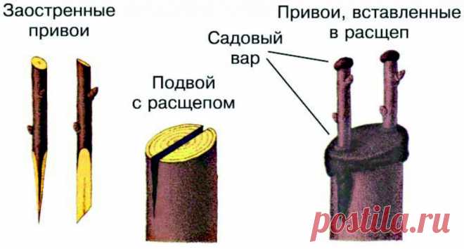 Прививка яблонь весной для начинающих