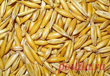 Овес для очищения организма, рецепты народной медицины
Польза овса, овес для очищения организма, в частности печени, суставов, приготовление настоев, отваров овса