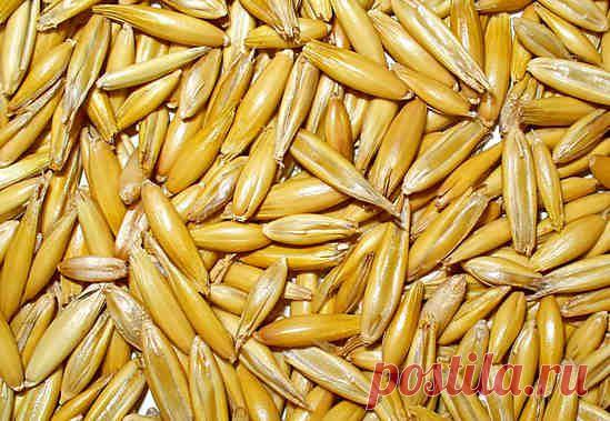 Овес для очищения организма, рецепты народной медицины
Польза овса, овес для очищения организма, в частности печени, суставов, приготовление настоев, отваров овса