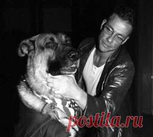 Жан-Клод Ван Дамм и его собаки