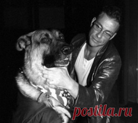 Жан-Клод Ван Дамм и его собаки