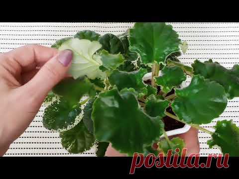 Когда у фиалки нужно удалять листья? Какие листья не нужны фиалкам! Фиалки у Алисы.