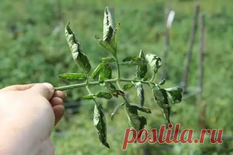 Огород, сад, балкон - Главная страница - Медиаплатформа МирТесен