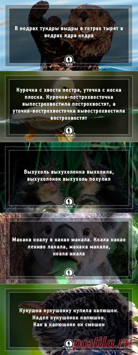 10 скороговорок про животных