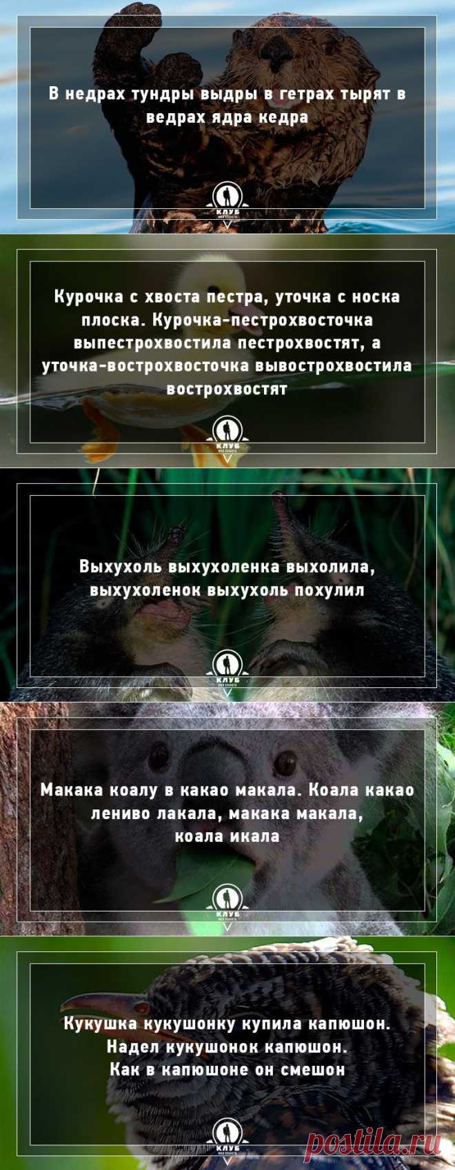10 скороговорок про животных