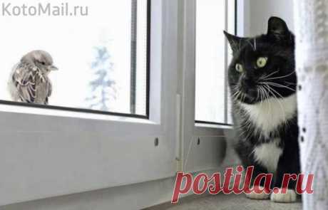 Я бы враз тебя поймала... Только прыгать что-то лень...