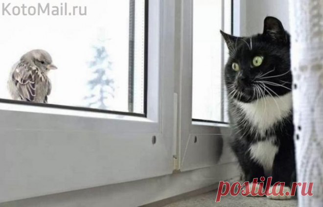 Я бы враз тебя поймала... Только прыгать что-то лень...