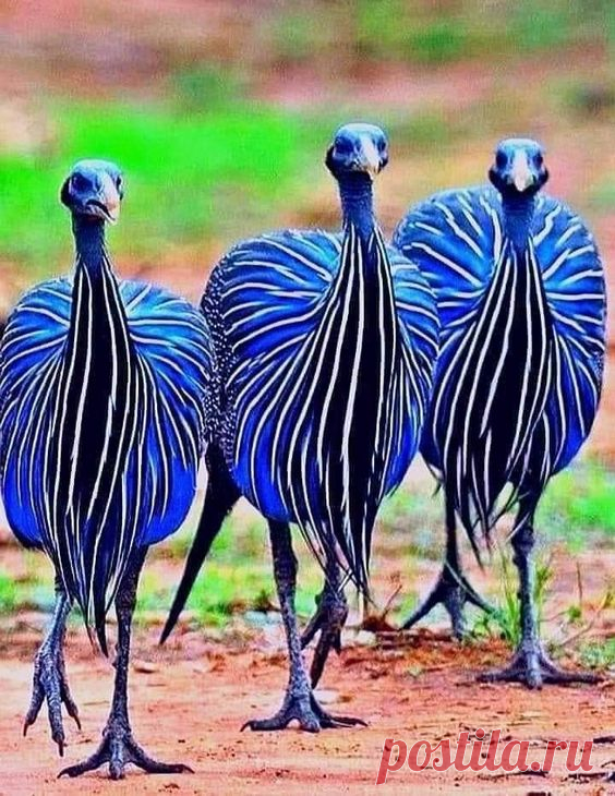 Beautiful BIRD'S Colorful Pictures