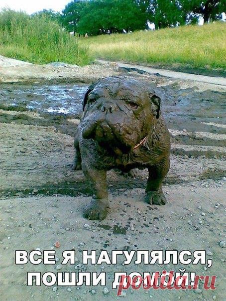 Только наши женщины умеют сиять, как звёзды, порхать, как мотыльки, расцветать, как розы и при этом пахать как лошади...