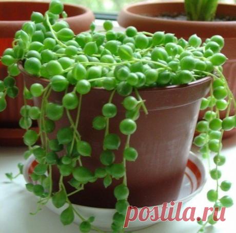 Крестовник Роули — зеленый жемчуг | 6 соток