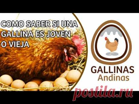 COMO SABER SI UNA GALLINA ES JOVEN O VIEJA 2021 " TODO LO QUE DEBES SABER" I GALLINAS ANDINAS
