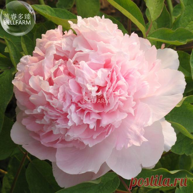 Bellfarm пион Mr. Чжао розовый большой расцветает цветок, 5, профессиональная упаковка, Гортензия набрали Главная садовые цветы купить на AliExpress