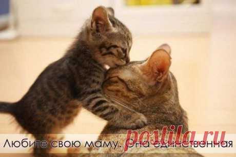 Любите маму