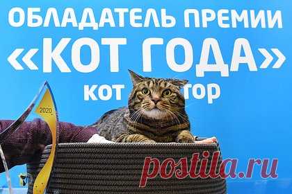 Умер не допущенный на борт самолета из-за лишнего веса кот Виктор. Кот по кличке Виктор, которого российская авиакомпания не пустила в салон самолета из-за перевеса, скончался. Об этом сообщил его владелец Михаил Галин. «Кот, который прожил свою жизнь достойно и сделал для этого мира больше, чем многие люди. Беги по радуге, кот Виктор», — говорится в сообщении.