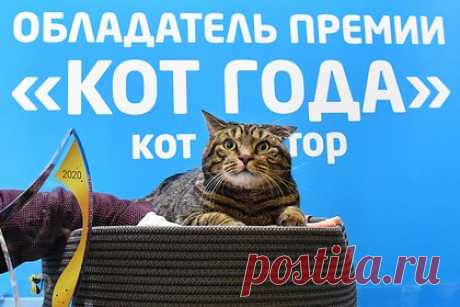 Умер не допущенный на борт самолета из-за лишнего веса кот Виктор. Кот по кличке Виктор, которого российская авиакомпания не пустила в салон самолета из-за перевеса, скончался. Об этом сообщил его владелец Михаил Галин. «Кот, который прожил свою жизнь достойно и сделал для этого мира больше, чем многие люди. Беги по радуге, кот Виктор», — говорится в сообщении.
