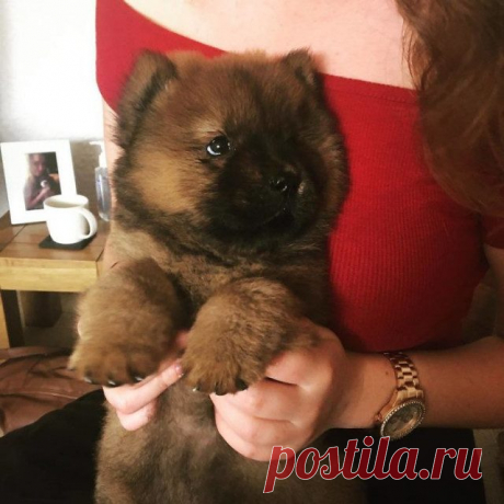 Милые щенки, которые вызовут вашу улыбку