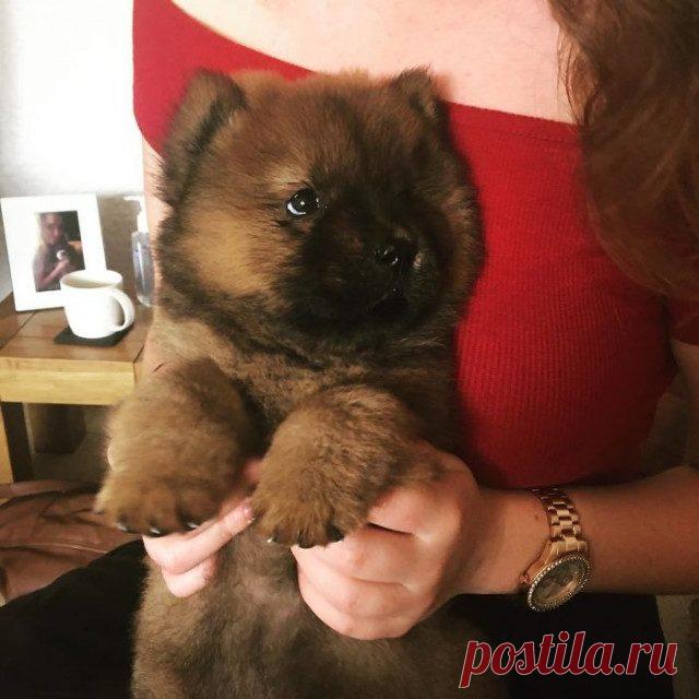 Милые щенки, которые вызовут вашу улыбку