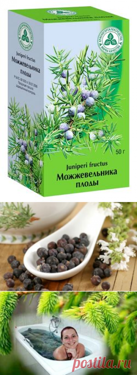 Можжевельник обыкновенный - лечебные свойства ягод и хвои.