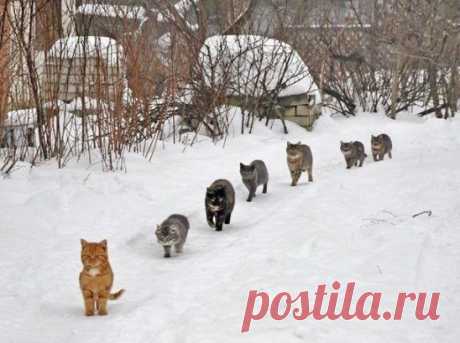 Из соседнего села Пришла девка - весела! Хоть не долго побыла...
Но всех хлопцев увела!!! ツ ツ ツ