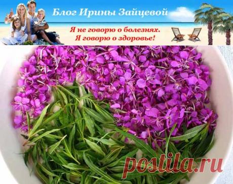 Иван – чай. Полезные свойства. Противопоказания | Блог Ирины Зайцевой