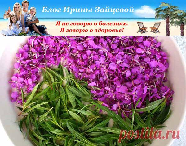 Иван – чай. Полезные свойства. Противопоказания | Блог Ирины Зайцевой