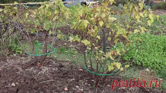 Чем обработать смородину осенью чтобы ягода росла крупная чистая без болезней и вредителей? Отвечает профессиональный садовод. | Сад огород life | Дзен