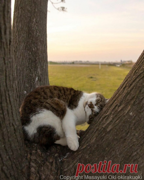 Японские уличные кошки в фотографиях Масаюки Оки